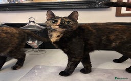 Mixed Breed cats for sale: Beautiful sisters  - Image 2