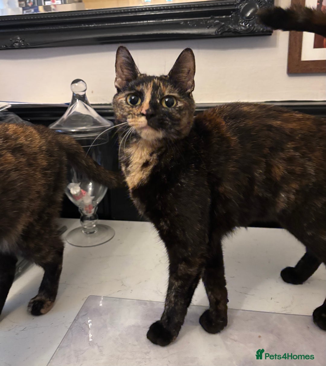 Mixed Breed cats for sale: Beautiful sisters  - Image 2