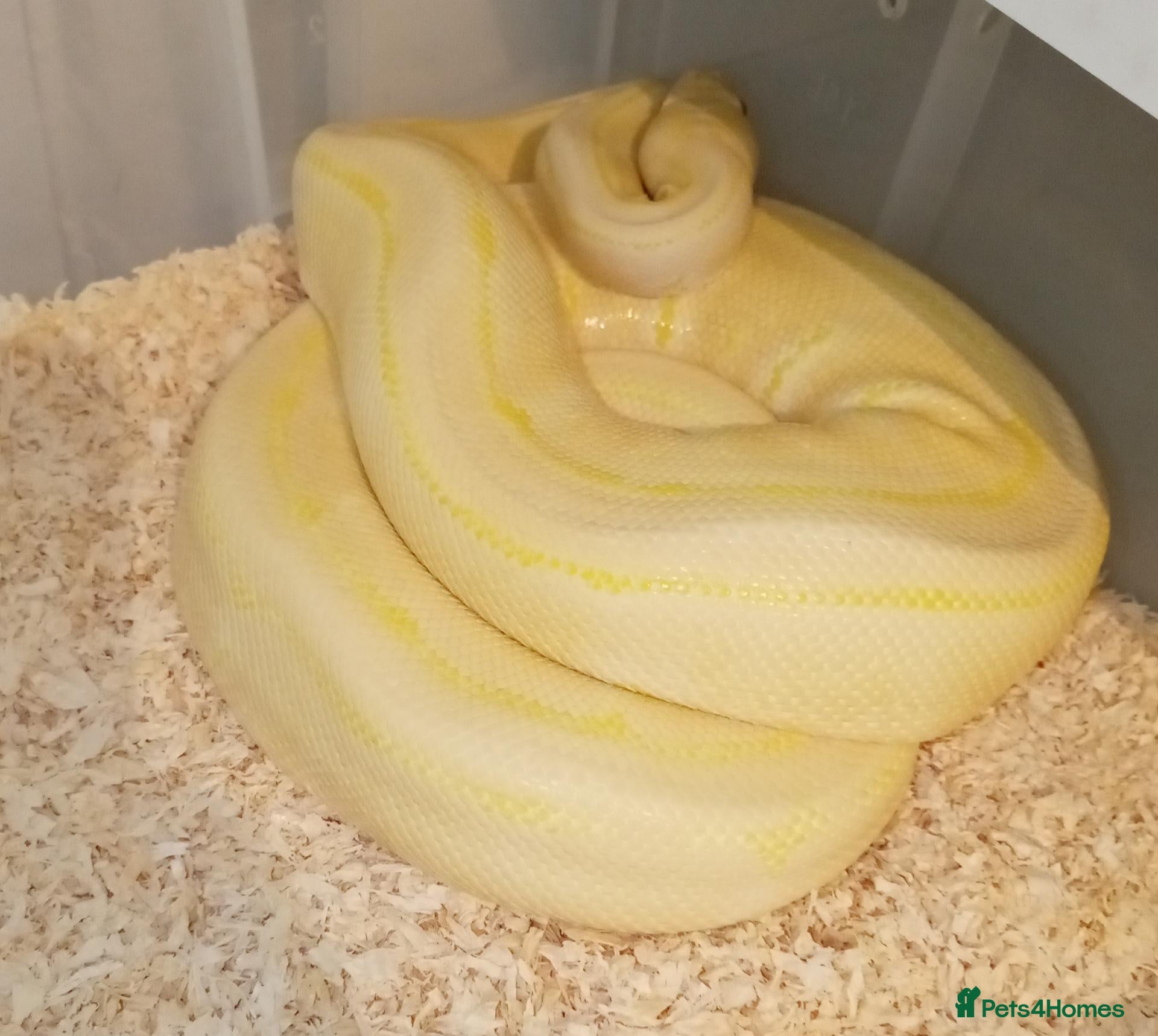 Python Snake reptiles Ball pythons - Advert 1