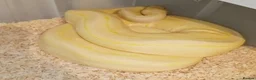 Python Snake reptiles for sale: Ball pythons - Advert 1