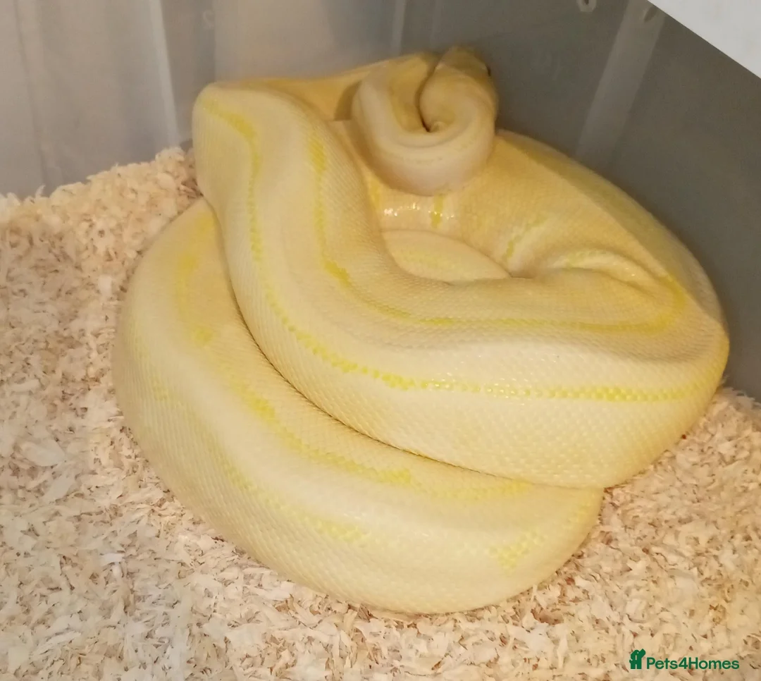 Python Snake reptiles for sale: Ball pythons - Advert 1