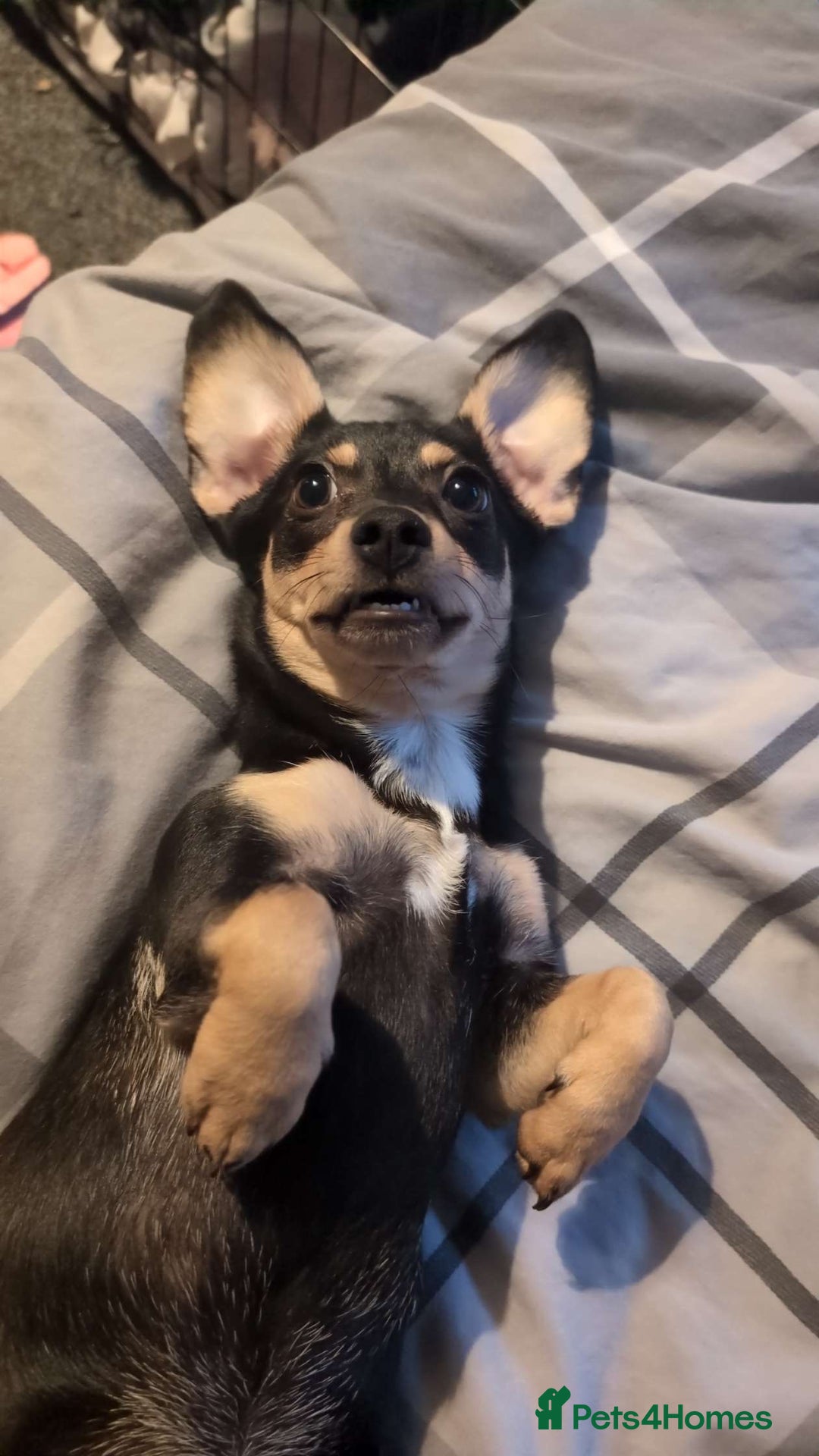 Mixed Breed dogs for sale: mable needs rehoming  - Advert 2