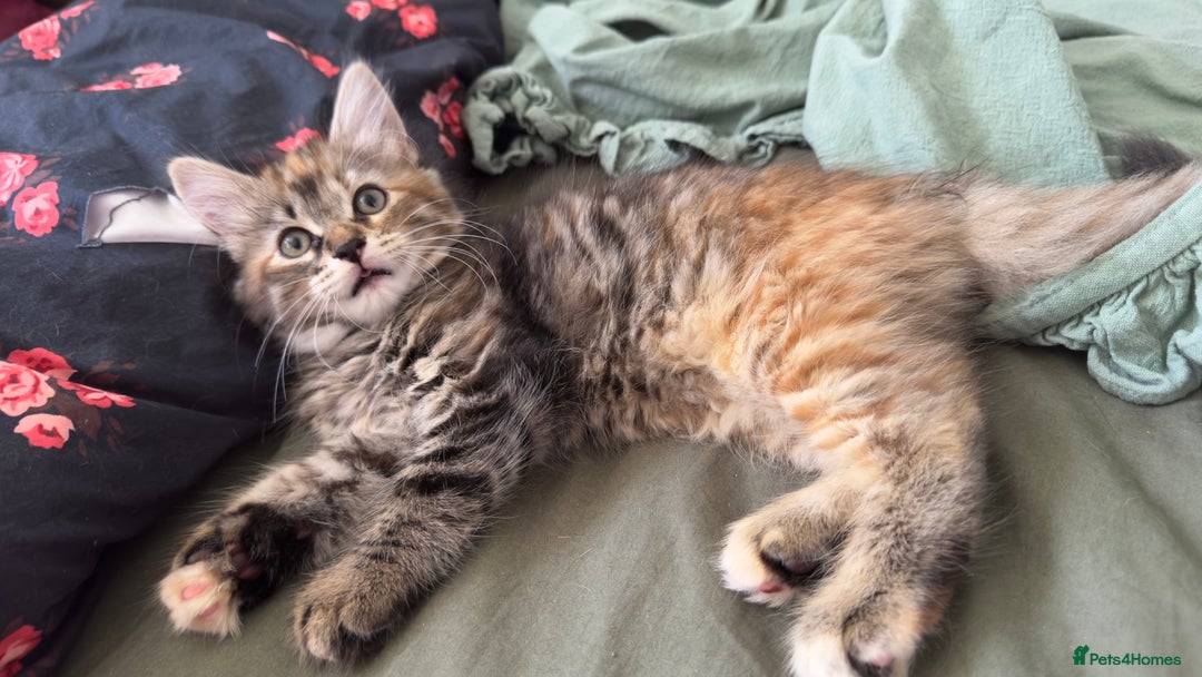 Mixed Breed cats for sale: STUNNING MULTICOLOURED KITTEN !!! - Image 12