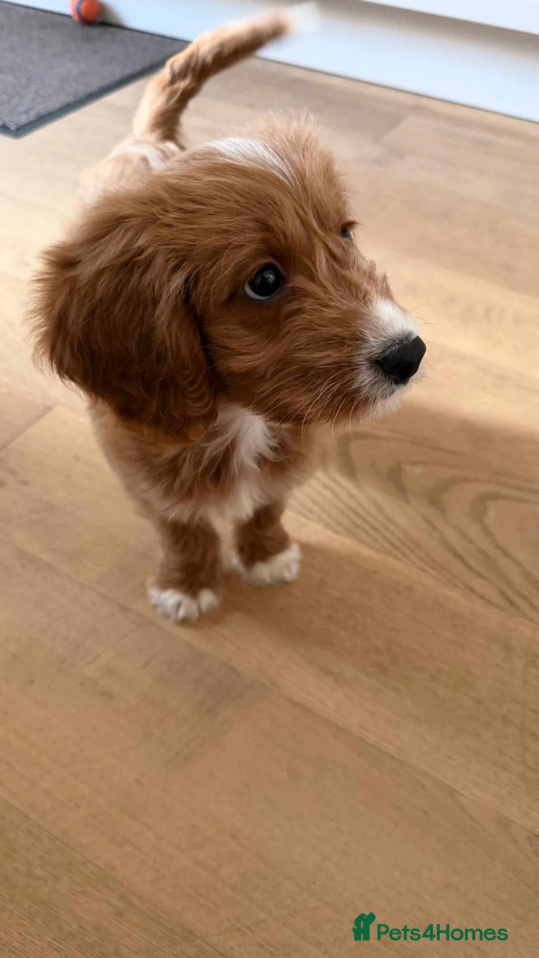 Cockapoo dogs for sale: 1 Cockapoo female puppy to sell - Advert 7