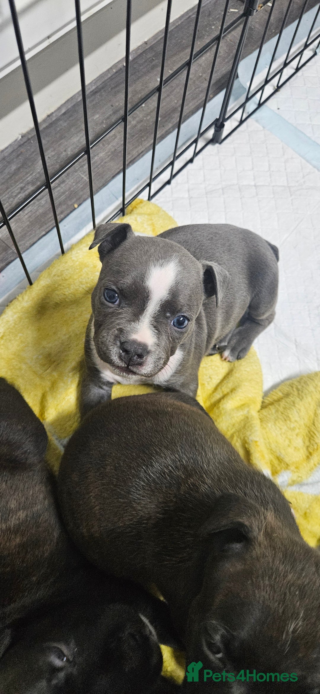 Mixed Breed dogs for sale: Mix Staffy puppies  - Image 6