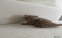 British Shorthair cats for sale: British Short Hair/ British Longhair 🐾 in Manchester - Image 4