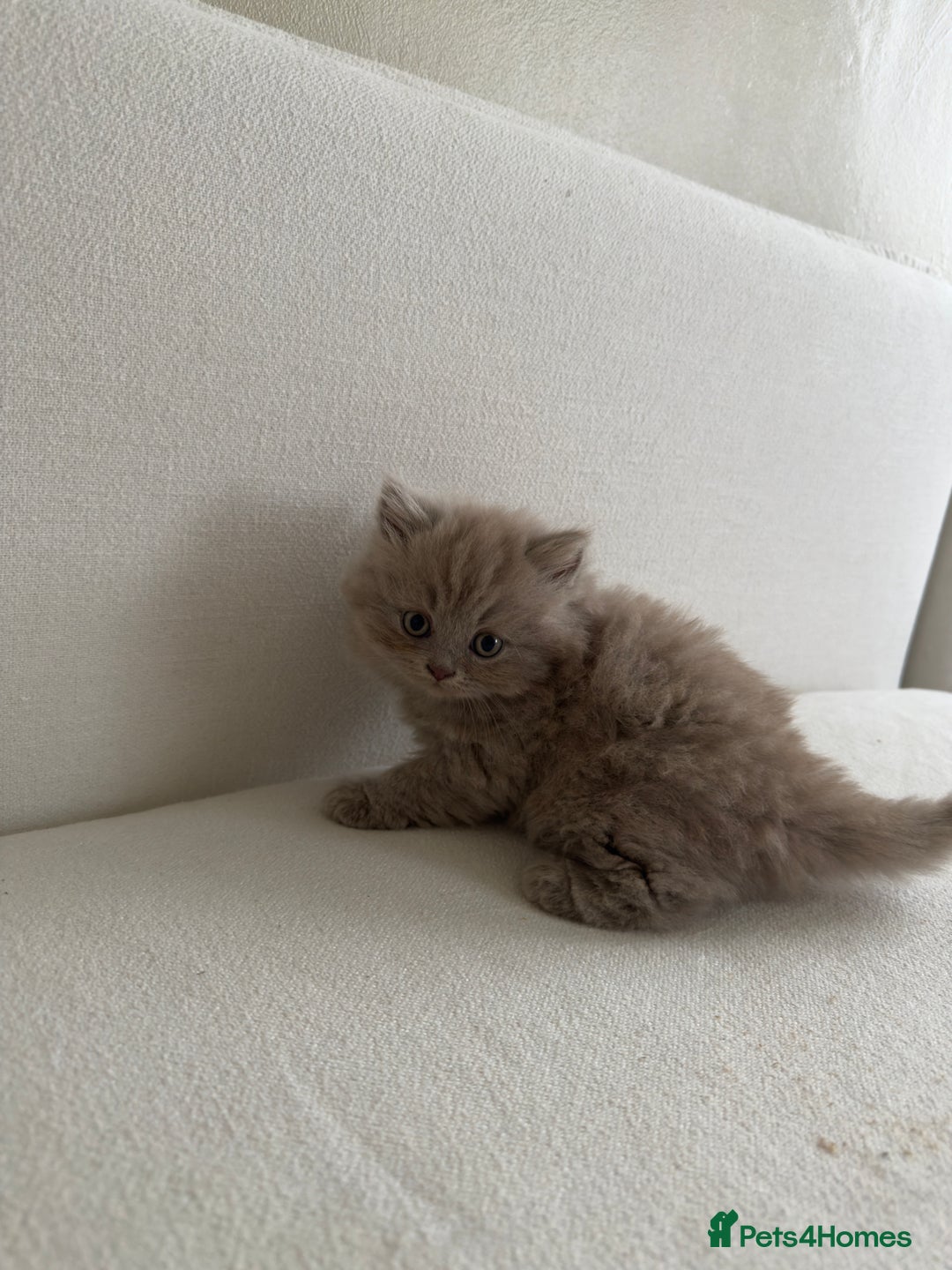 British Shorthair cats for sale: British Short Hair/ British Longhair 🐾 in Manchester - Image 4