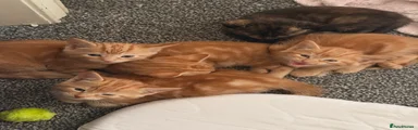 Ginger kittens