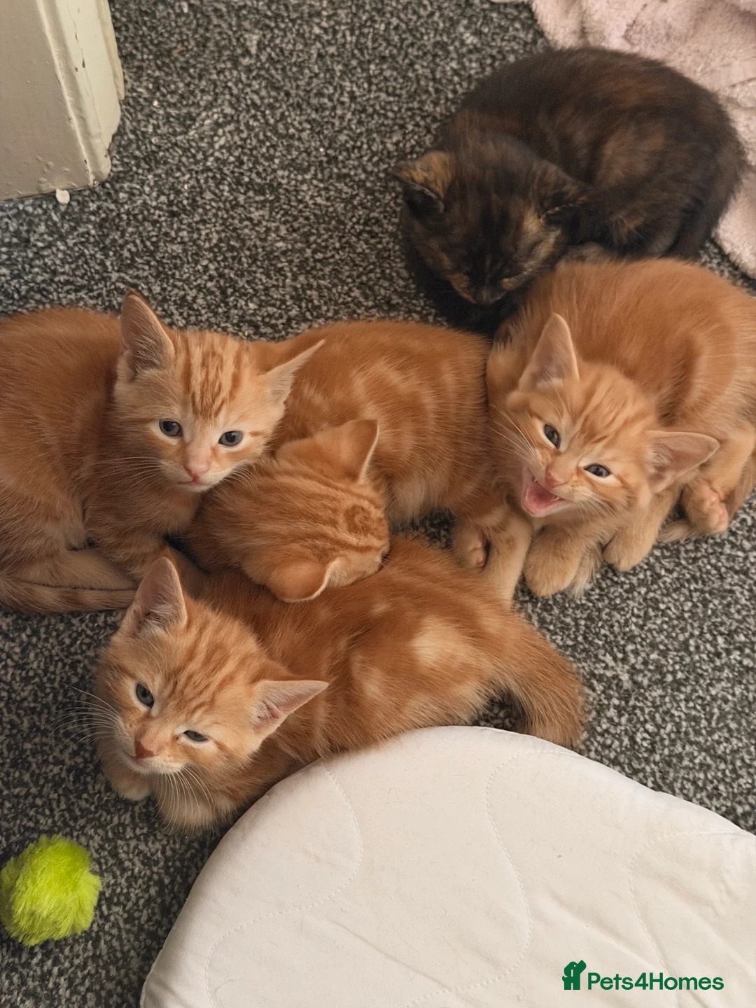 Mixed Breed cats for sale: Kittens  in Barnsley - Advert 2