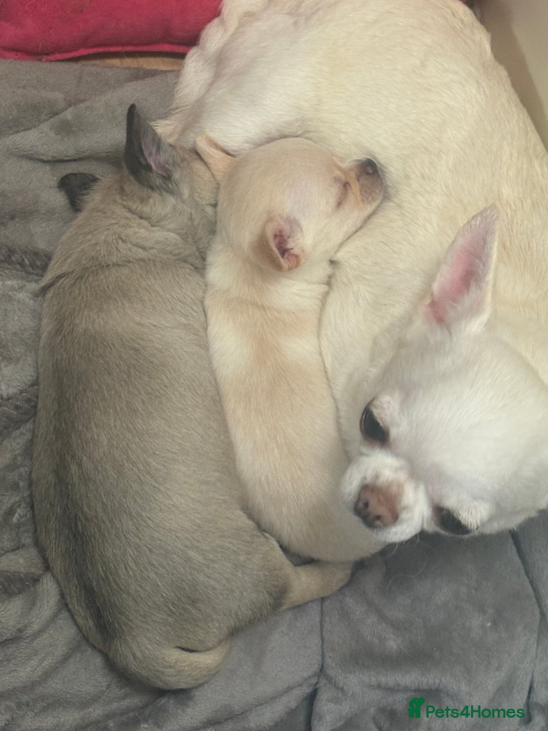 Chihuahua dogs for sale: Lovely blue fawn boy - Image 7