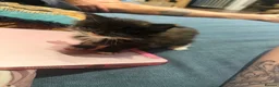 Mixed Breed cats for sale: Ragdoll cross domestic longhair kittens  - Advert 6