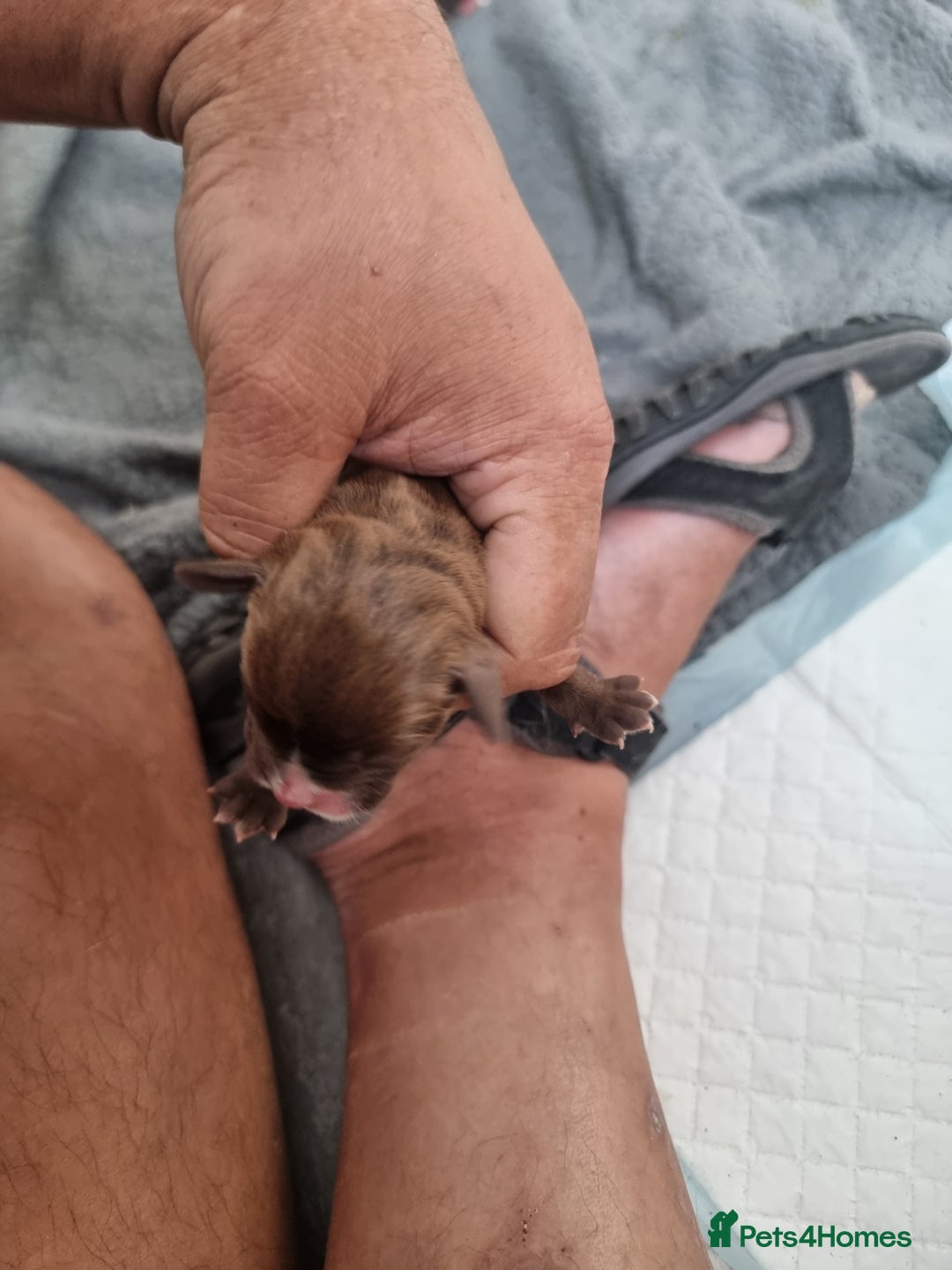 Mixed Breed dogs for sale: Cockerbull - Image 22