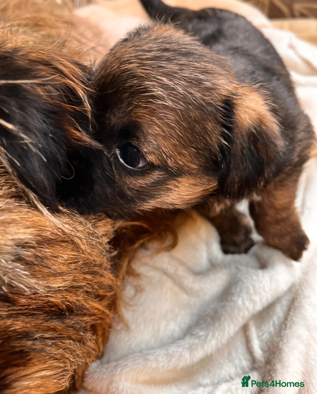 Border Terrier dogs for sale: Border terrier girls  - Advert 1