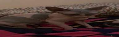 Sphynx 2