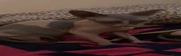 Sphynx cats for sale: Two gorgeous Sphynx kittens  in Sheffield - Advert 2