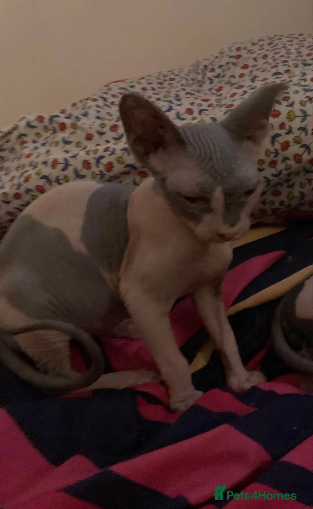 Sphynx cats for sale: Two gorgeous Sphynx kittens  in Sheffield - Advert 2
