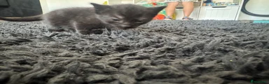 Baby 4