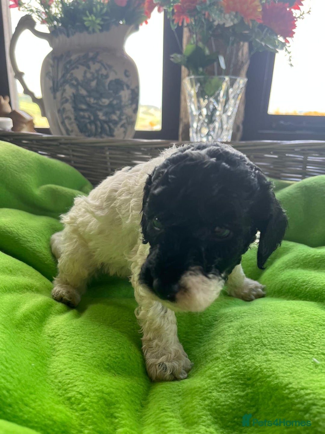 Miniature Poodle dogs for stud: KC Reg Miniature Parti Poodle - Advert 14