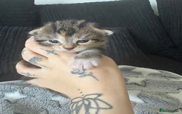 British Longhair cats for sale: One gorgeous tabby and ginger kitten - Advert 3