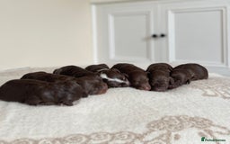 Bordoodle dogs for sale: OUTSTANDING *TRI COLOUR* MINIATURE BORDOODLES - Image 10