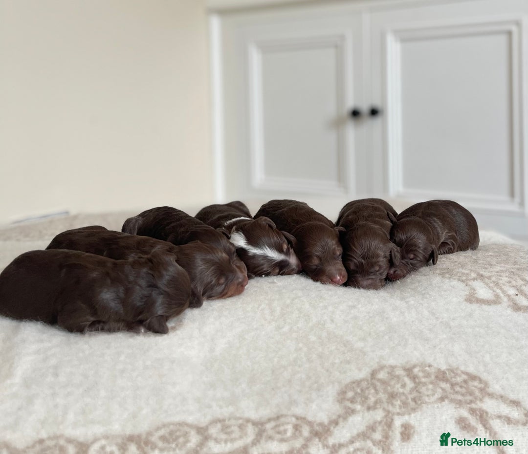 Bordoodle dogs for sale: OUTSTANDING *TRI COLOUR* MINIATURE BORDOODLES - Image 10
