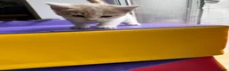 Mixed Breed cats for sale: 4 STUNNING KITTENS READY FOR A LOVING HOME - Advert 9