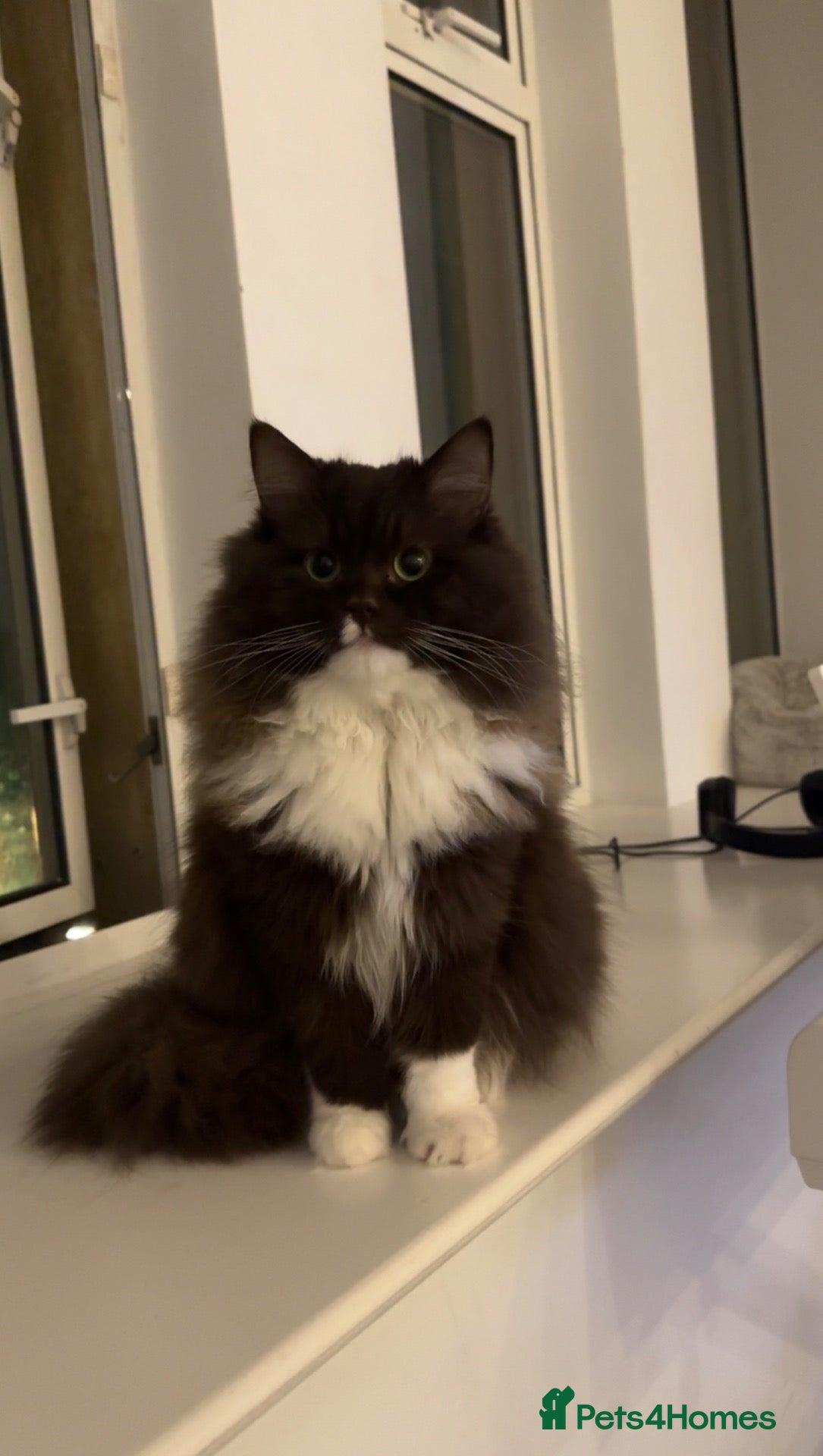 Ragdoll cats Stunning Chocolate Ragdoll Cross - Advert 1