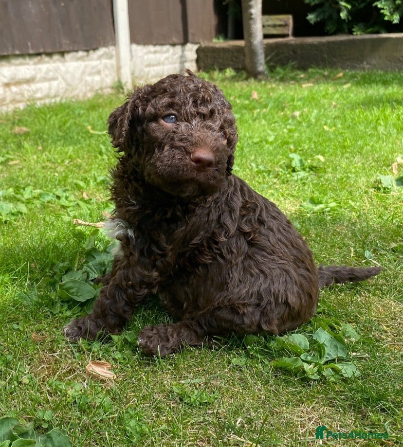 Lagotto Romagnolo dogs Lagotto Romagnolo puppies  - Advert 2