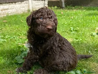 Lagotto Romagnolo dogs Lagotto Romagnolo puppies - Advert 2