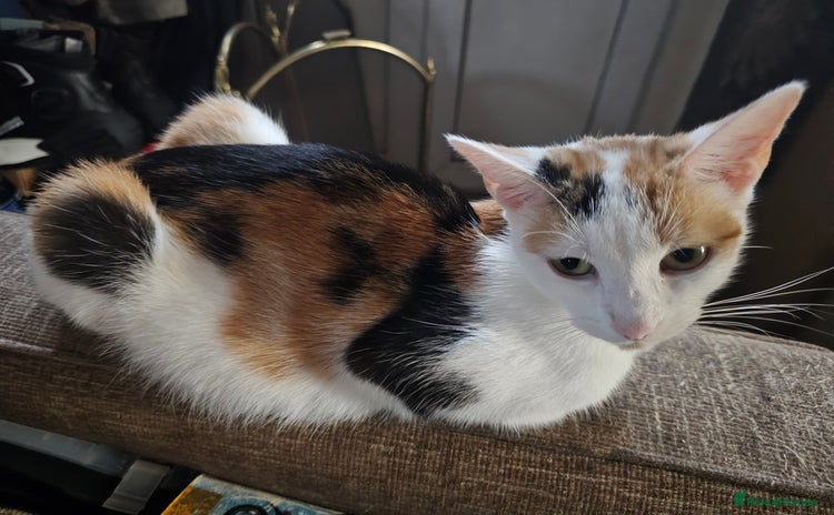 Mixed Breed cats - Advert 2