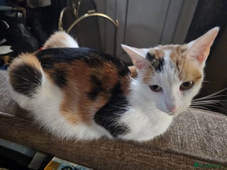 Mixed Breed cats - Advert 15