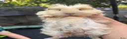 Guinea Pig rodents for sale: Super Fluffy Peruvian Silkie guineapig babies - Advert 5