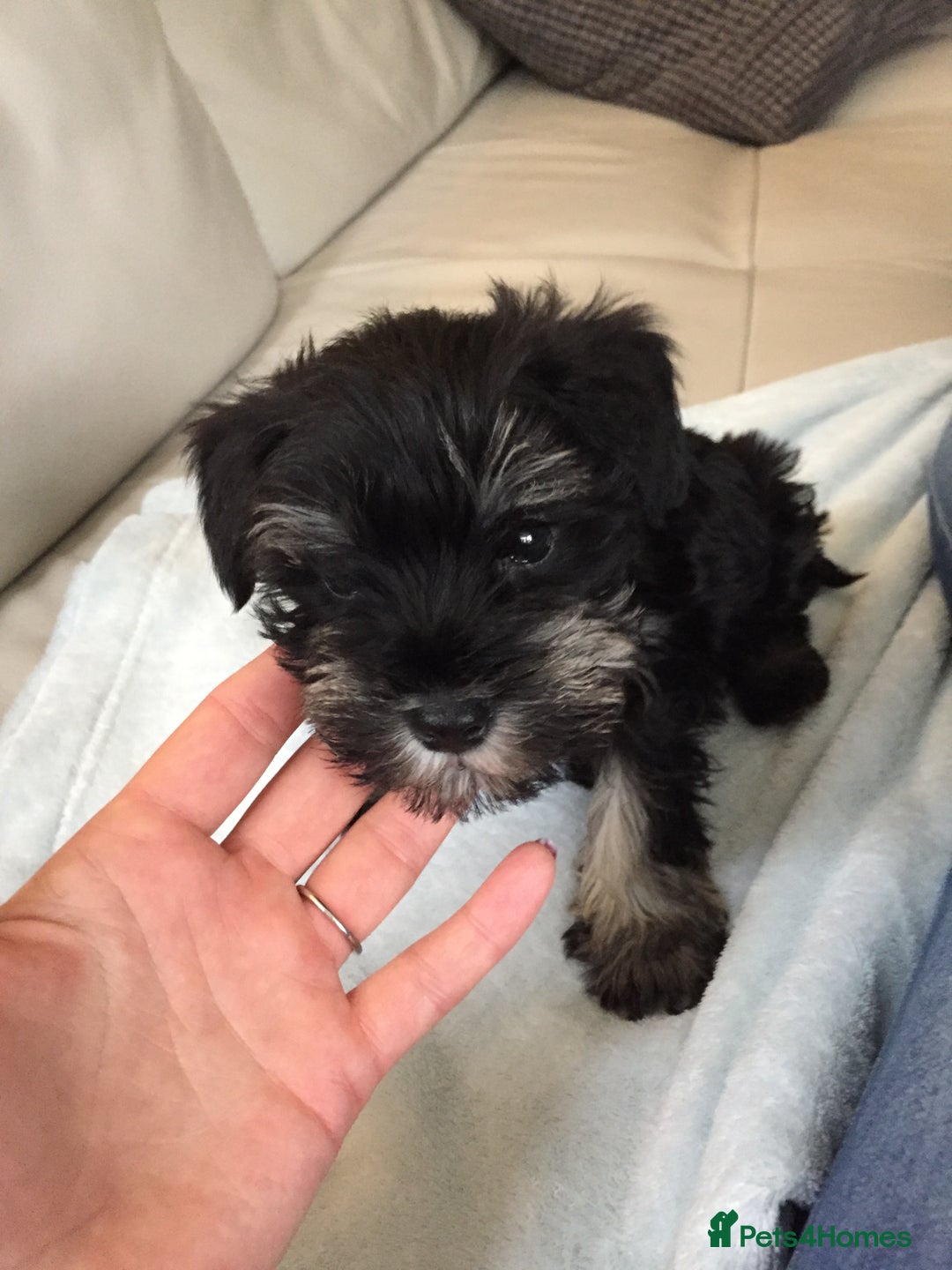 Miniature Schnauzer dogs for stud: Miniature Schnauzer looking for girlfriend - Advert 2