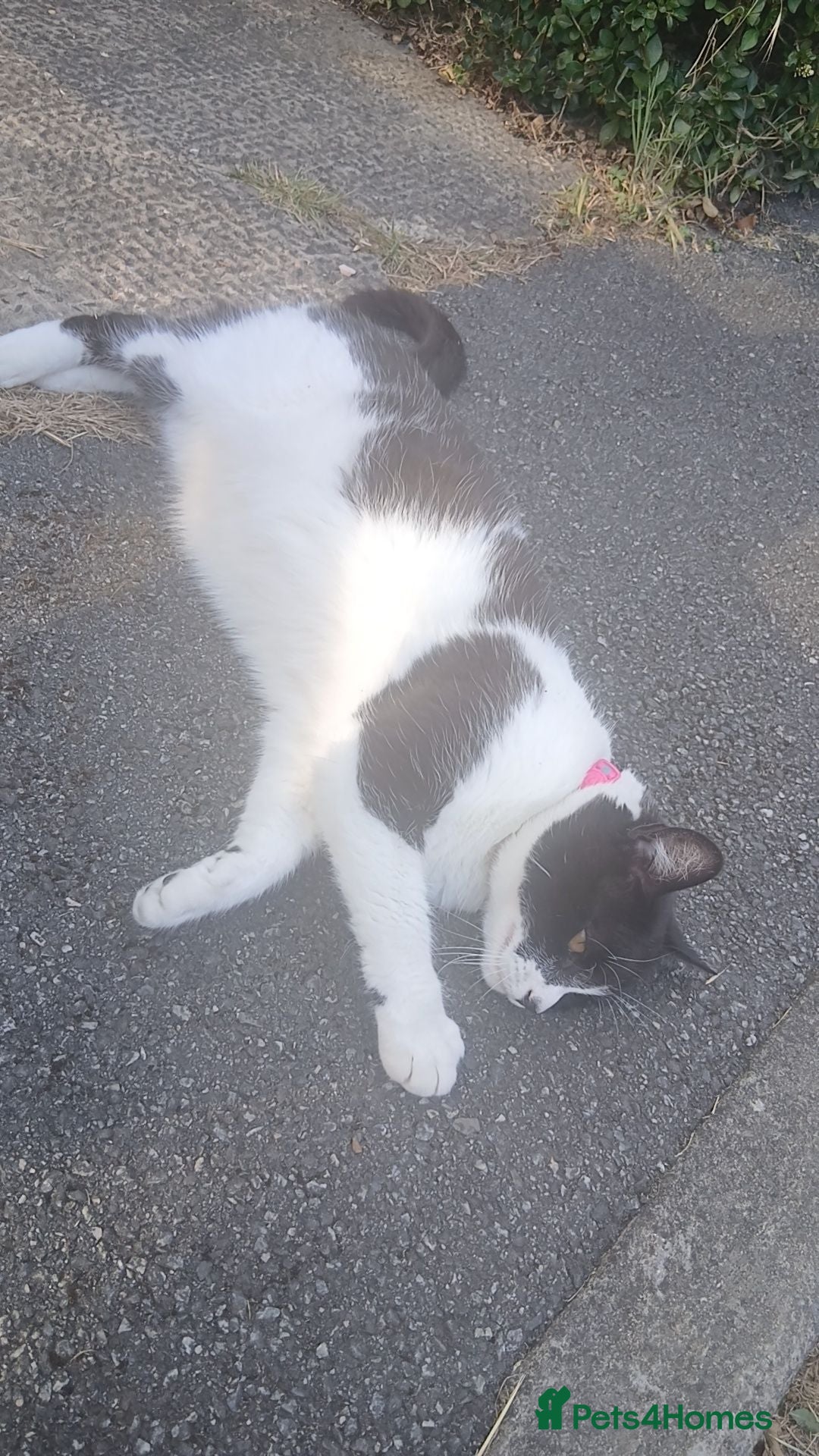 Mixed Breed cats Farm / stable kittens for sale - Advert 1
