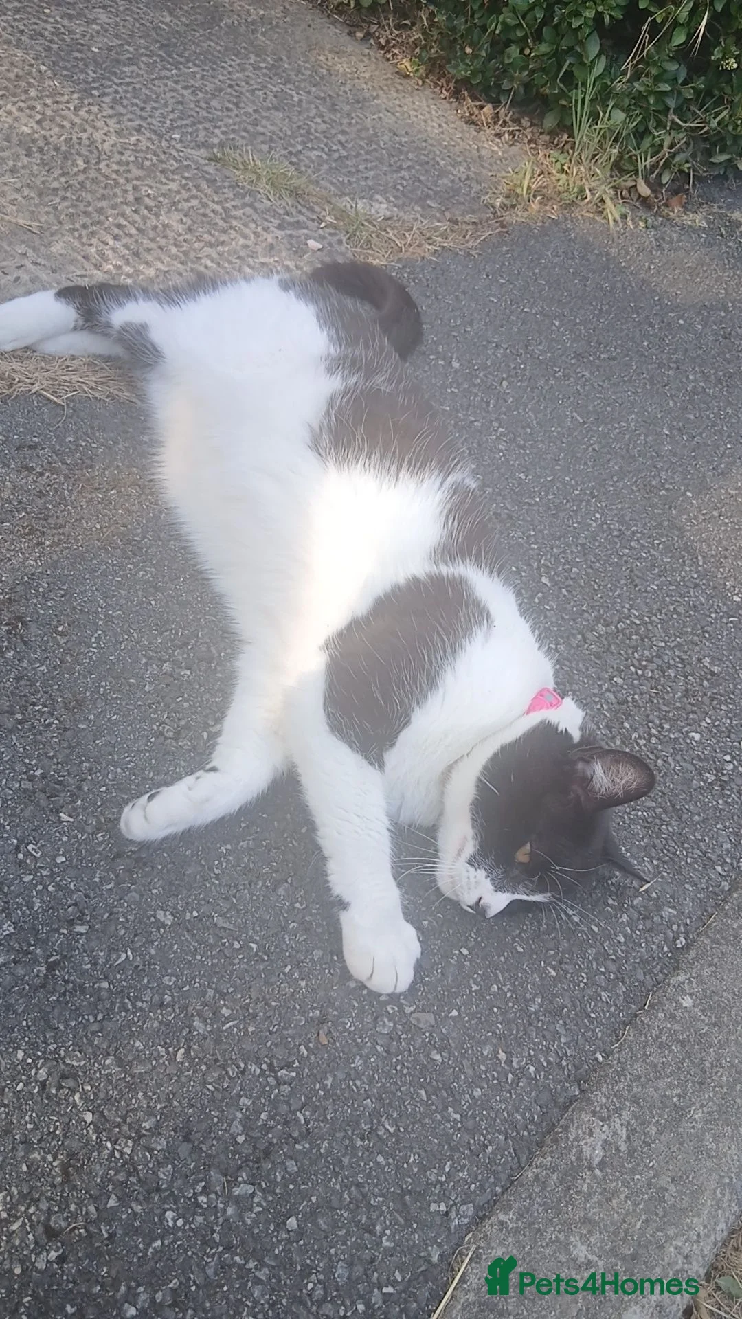 Mixed Breed cats for sale: Farm / stable kittens for sale in Durham - Advert 1