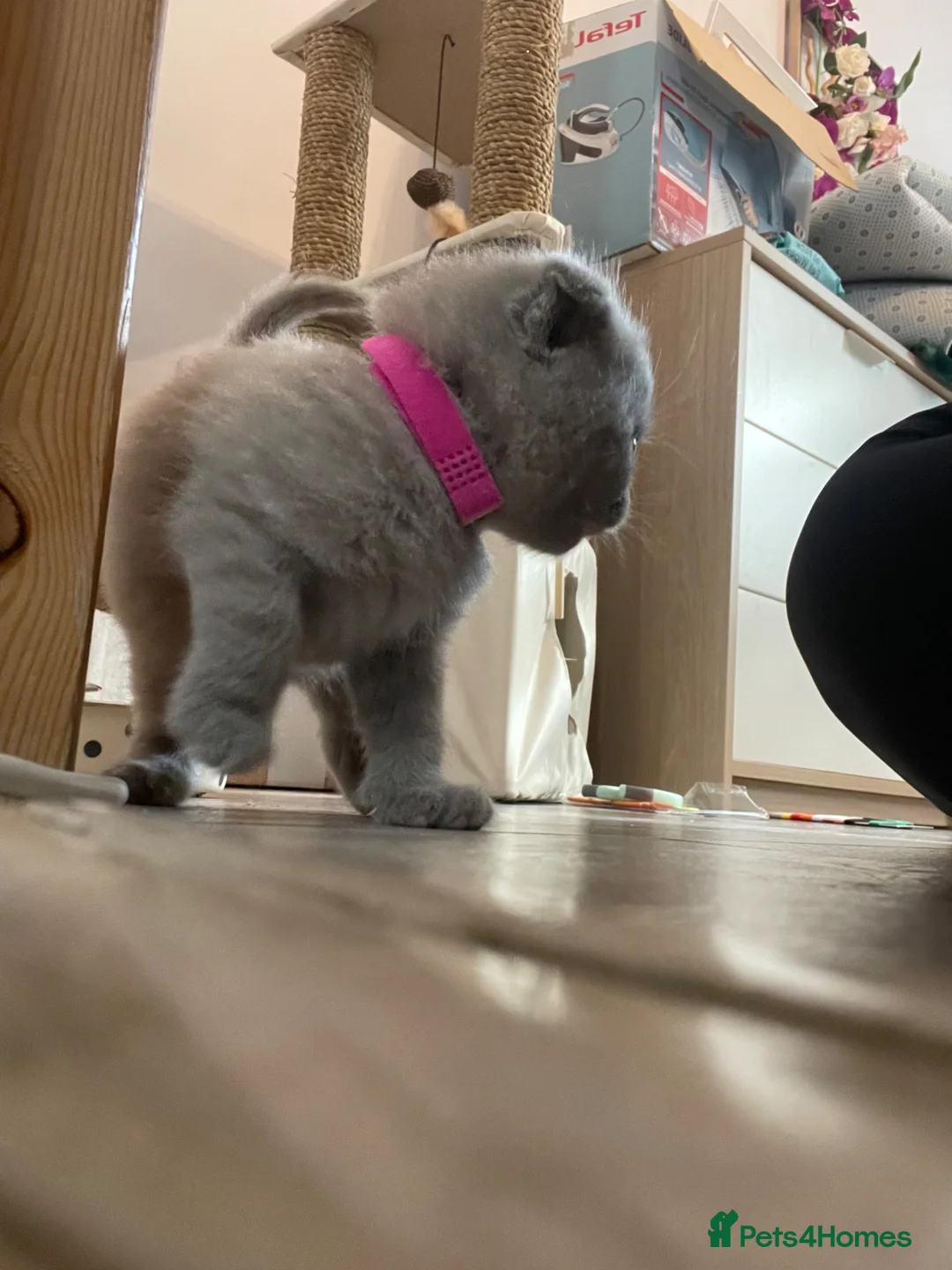 Scottish Fold cats for sale: Adorable Scottish Fold Kittens looking 🩶homes in Boston - Advert 2