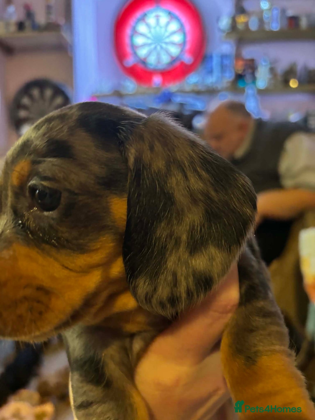 Dachshund dogs for sale: beautiful litter of five dachshund puppies - Advert 5