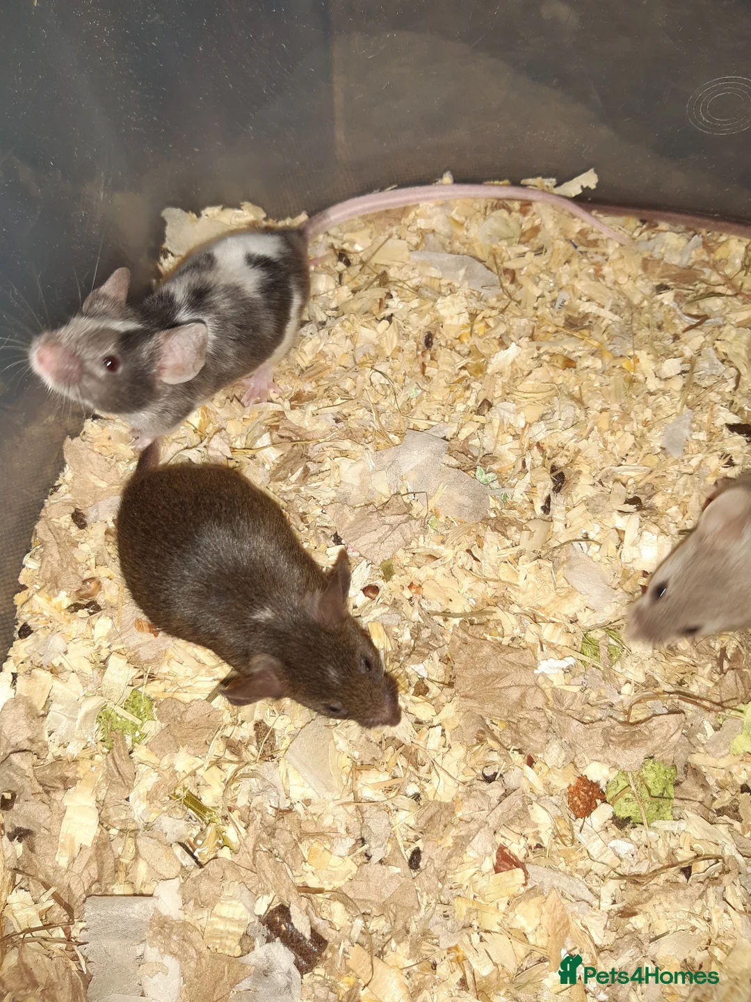 Mouse rodents for sale: Baby female fancy mice ready now - Advert 11