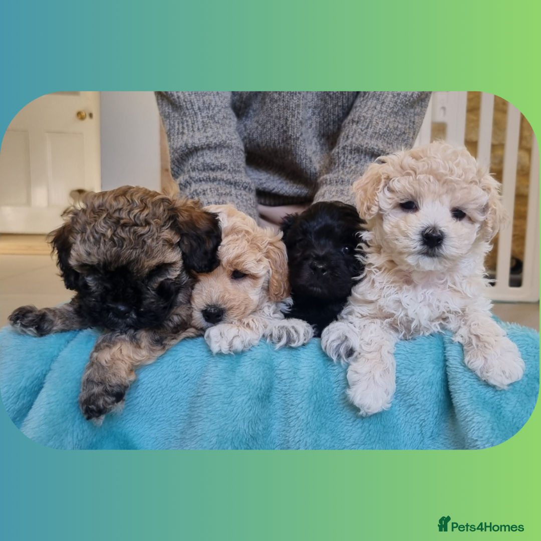 Maltipoo dogs for sale: Rare F2 Toy Maltipoos, DNA Clear + Basic Training - Image 2
