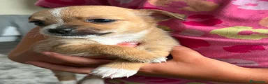 Chihuahua 3