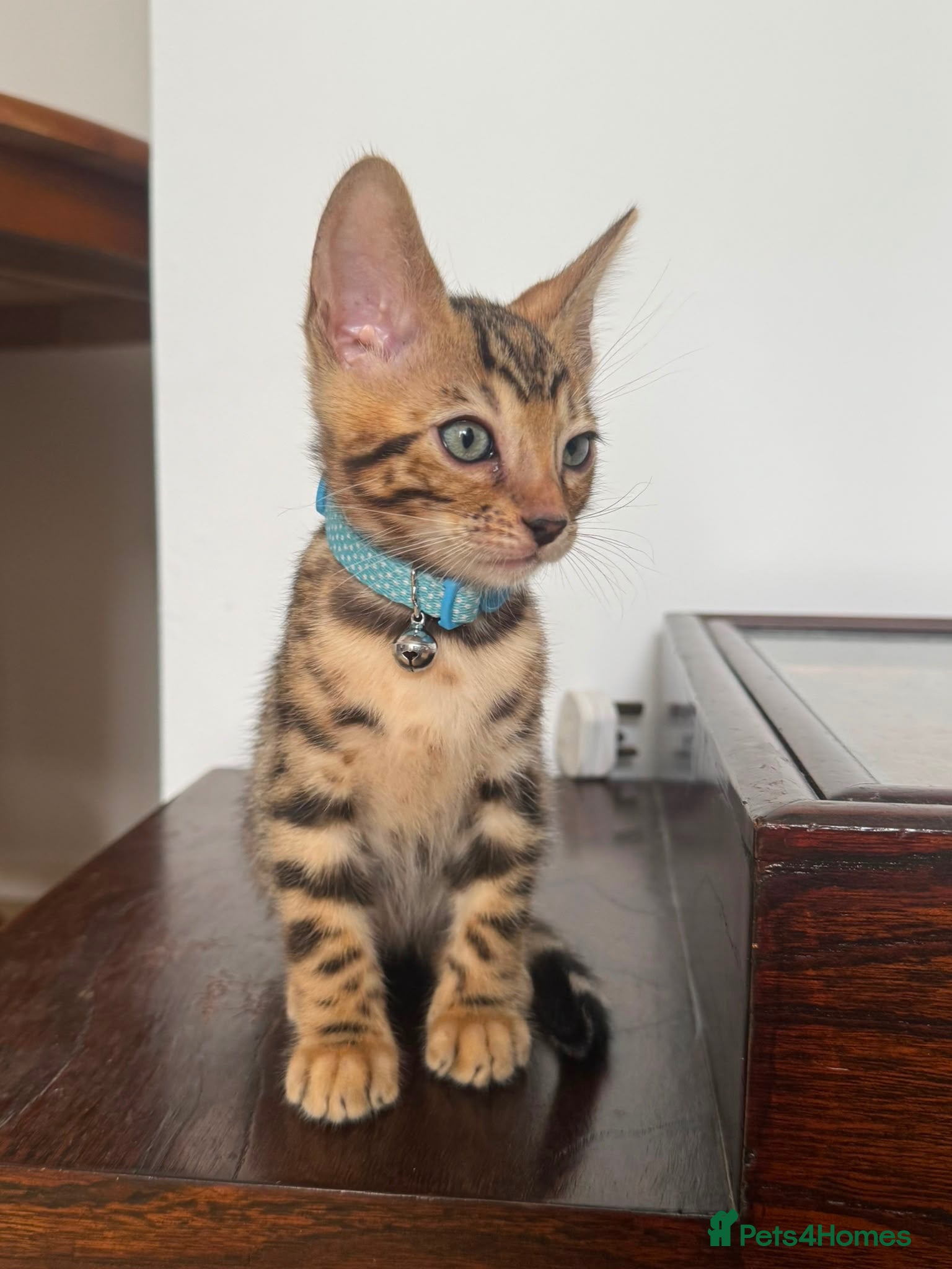 Bengal cats Registered bengal Ready for there forever home - Advert 1
