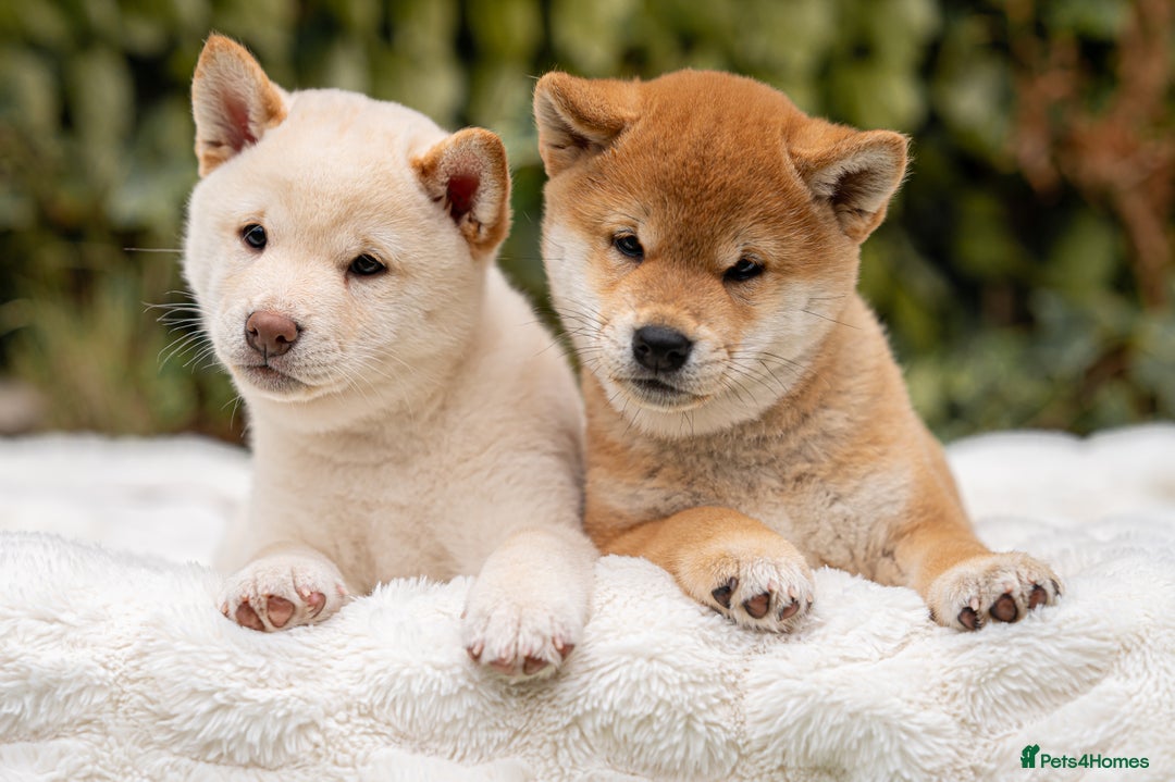 Japanese Shiba Inu dogs for sale: Beautiful Cream Shiba Inu boy for sale  - Image 32