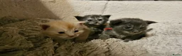 Maine Coon cats for sale: Exceptional Pedigree Maine Coon Kittens - Advert 30