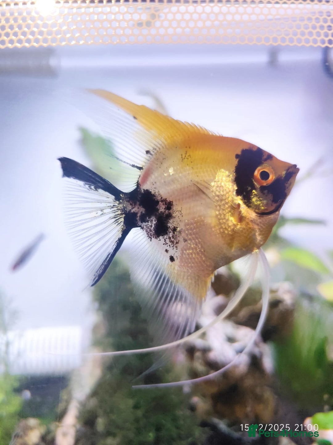 Angelfish fish for sale: Long Fin Koi Angel Fish  - Advert 2