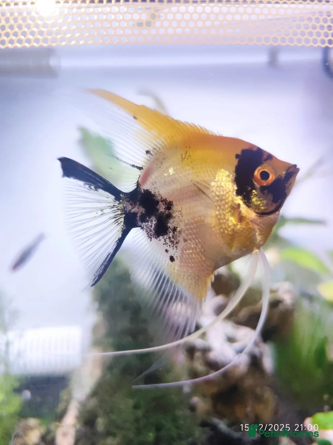 Angelfish fish for sale: Long Fin Koi Angel Fish  - Advert 2