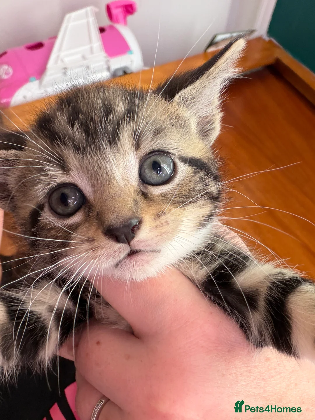Mixed Breed cats for sale: Beautiful playful kittens - Advert 2