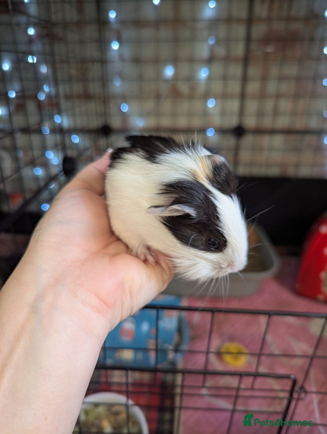 Guinea Pig rodents for sale: Baby guinea pigs  - Advert 17