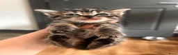 Mixed Breed cats for sale: 14 beautiful kittens for sale  - Advert 3