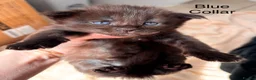 Maine Coon cats for sale: Council licensed TICA Maine Coon kittens - Advert 31