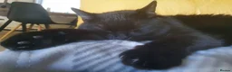 Domestic Shorthair cats for sale: Jaguar needs a new home - Advert 5